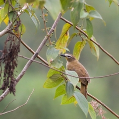 Pycnonotus luteolus