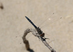 Selysiothemis nigra