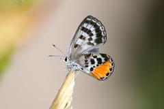 Luthrodes cleotas