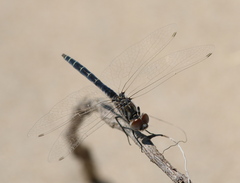 Selysiothemis nigra