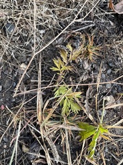 Potentilla tergemina