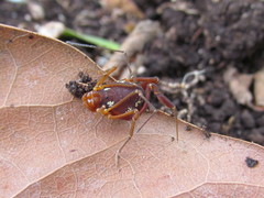 Erginulus roeweri