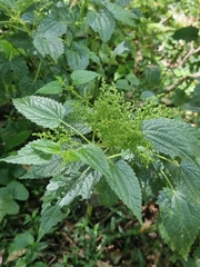 Urtica incisa
