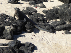 Amblyrhynchus cristatus