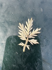 Potentilla tergemina