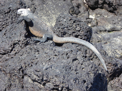 Amblyrhynchus cristatus