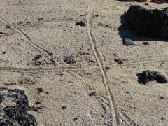 Amblyrhynchus cristatus