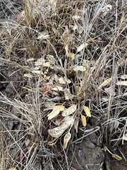 Halerpestes sarmentosa