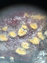 Puccinia menthae