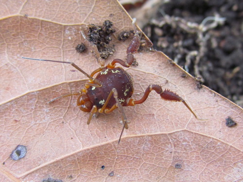 Erginulus roeweri