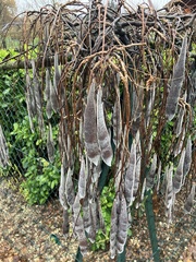 Laburnum anagyroides