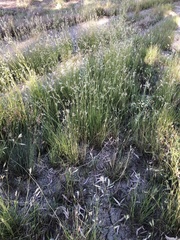 Rytidosperma duttonianum