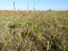 Trachyandra muricata