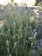 Rytidosperma duttonianum