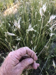 Rytidosperma duttonianum