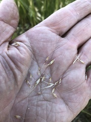 Rytidosperma duttonianum