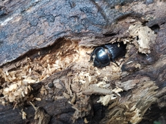 Dorcus hopei hopei