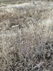 Artemisia nitrosa