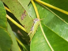 Doratifera quadriguttata