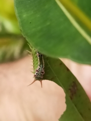 Doratifera quadriguttata