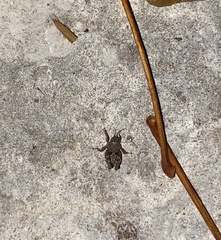 Paratettix mexicanus