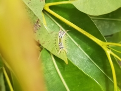 Doratifera quadriguttata