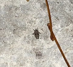 Paratettix mexicanus