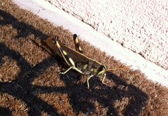 Schistocerca albolineata