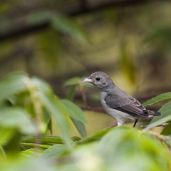 Dicaeum erythrorhynchos