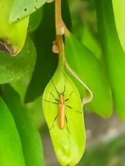 Aphanosperma orientalis