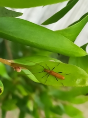 Aphanosperma orientalis
