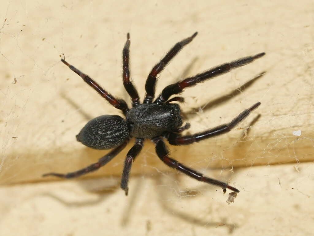 house spider