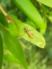 Aphanosperma orientalis