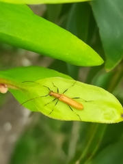 Aphanosperma orientalis