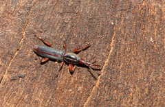 Brentidae