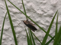 Negosiana dualis