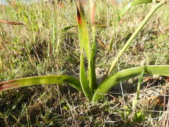 Trachyandra muricata