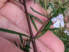 Prostanthera linearis