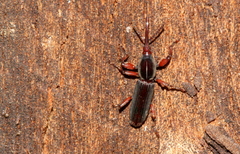Brentidae