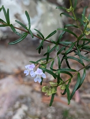 Prostanthera linearis
