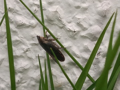 Negosiana dualis