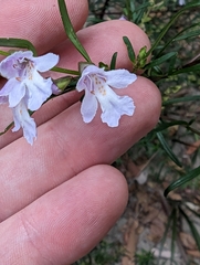 Prostanthera linearis