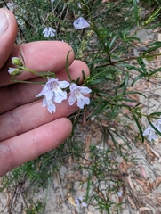 Prostanthera linearis