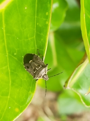 Cermatulus nasalis
