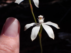 Caladenia dimorpha