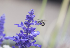 Anthophora marginata