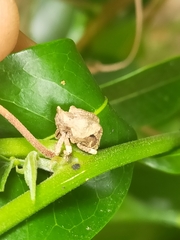 Oemethylus triangularis