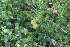 Gomphocarpus physocarpus