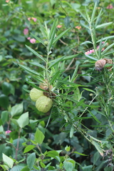 Gomphocarpus physocarpus