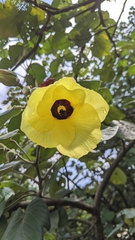 Hibiscus calyphyllus